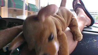 Bang Bus - Getting Lost in Amber's Pussy - 11/21/2007