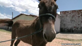 My Life In Brazil - Donkeys & Brazilian Chicks - 11/12/2009